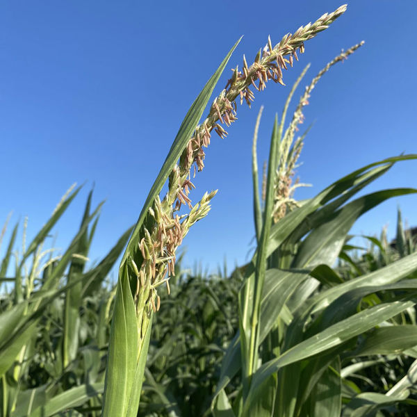 Maize In Smartfield 1080X1080 2