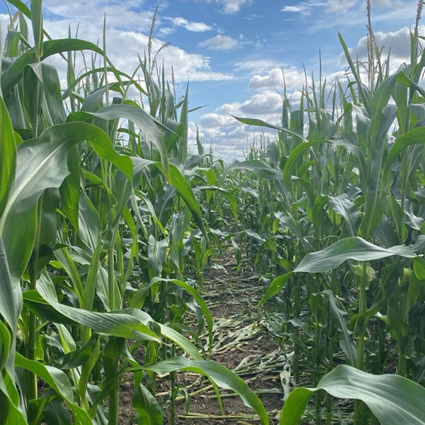 Maize In Smartfield 1080X1080 3
