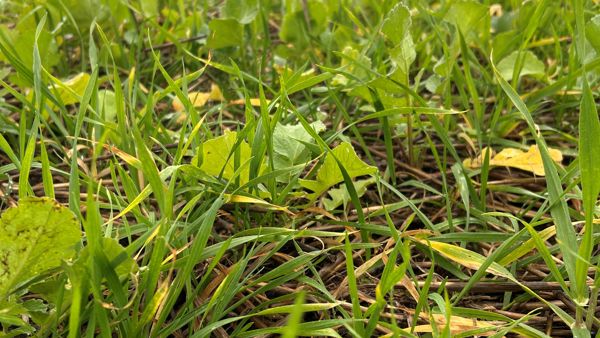 Agnue Smartfield 3