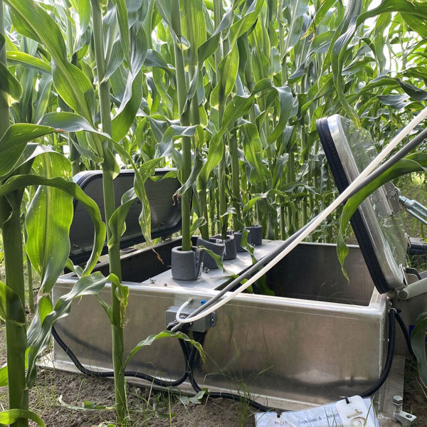Maize In Smartfield 1080X1080